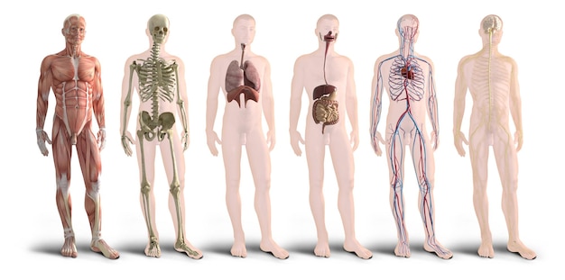 3d Illustration Render Of Human Body Organs 29720066