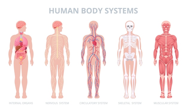 Cartoon Human Body Systems Internal Organs Blood M 82123308