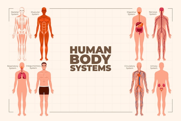 Flat Human Body Organ Systems Background With Info 134291108