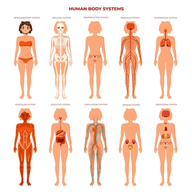 Flat Human Body Systems Set Collection 174540416