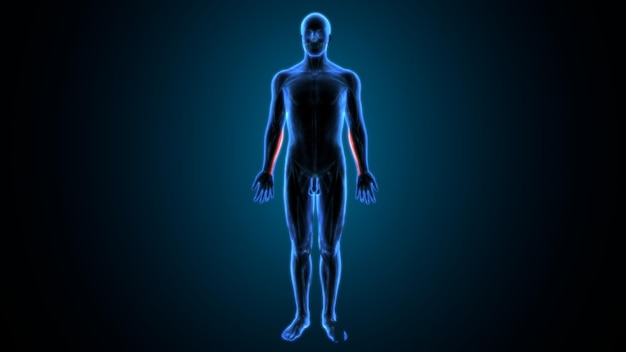 Flexor Digitorum Superficialis Muscle Anatomy 3D I 89098357