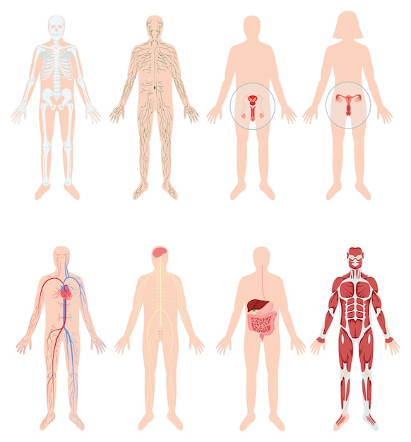 Hand Drawn Flat Human Body Organ System Original S 134153116
