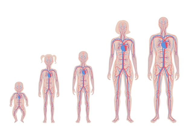 Human Arterial And Venous Circulatory System Anato 21139497