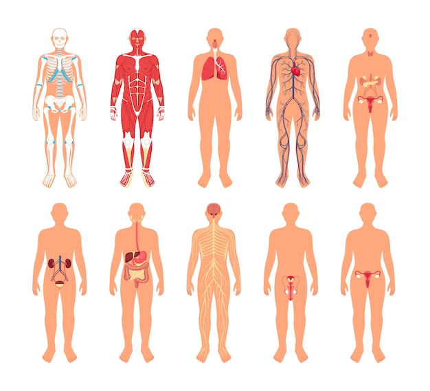 Human Body And Organs In Flat Design 134312010
