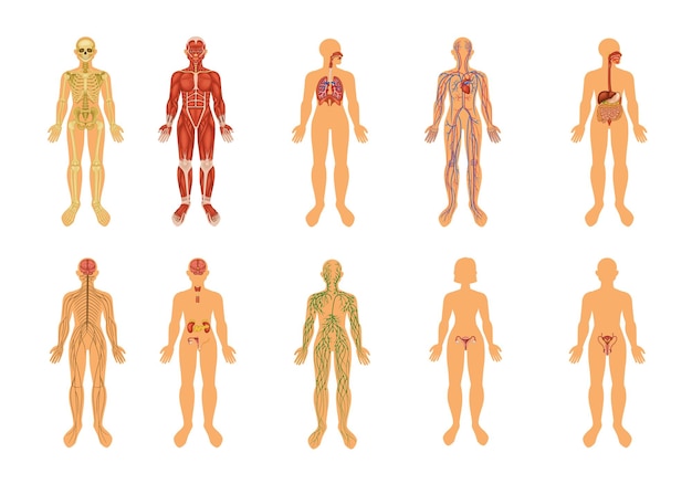 Human Body Organ Systems Colored Icon Set With Sev 29128342