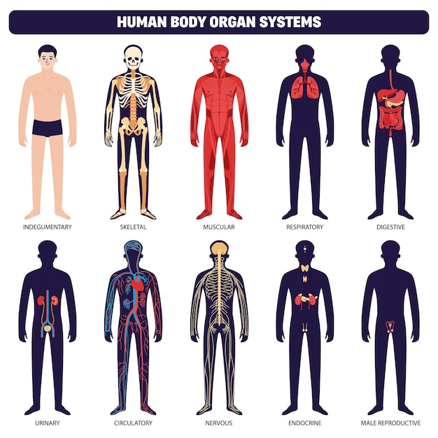 Human Body Organ Systems Icon Set With Indegumenta 29247176