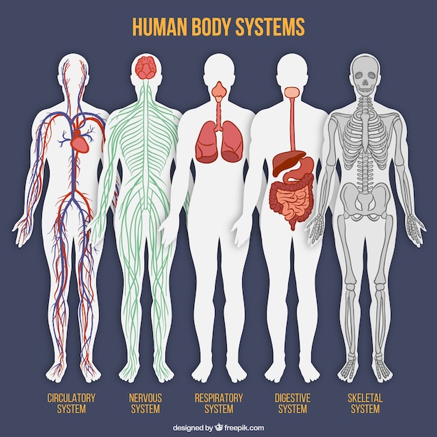 Human Body System Collection 840099