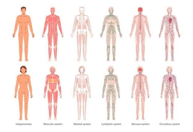 Human Body System Man And Woman Internal Organs 416348613