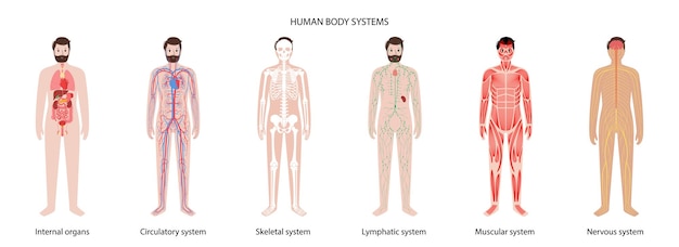 Human Body Systems 30837393