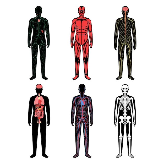 Human Body Systems 30837420