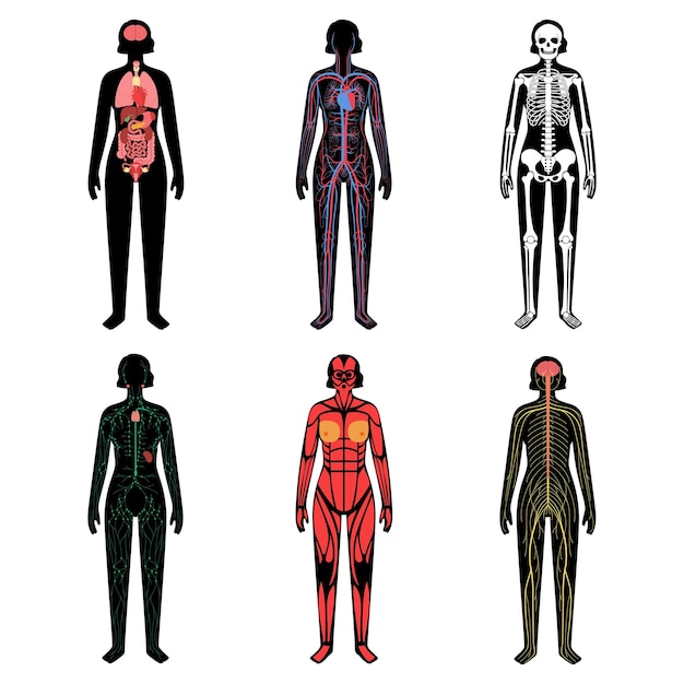 Human Body Systems 30837425
