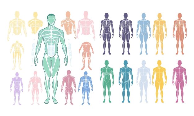 Illustration Of Human Anatomy Showcasing Various M 379446803