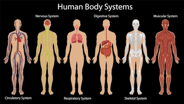 Illustration Of Human Body Systems 201340561