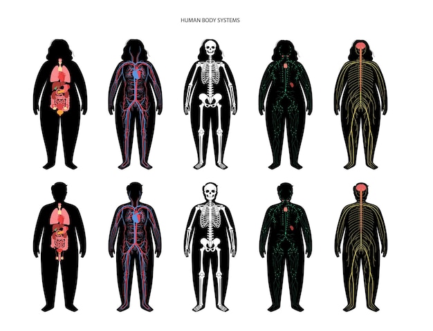 Internal Organs  Muscular And Lymphatic Systems In 21912244
