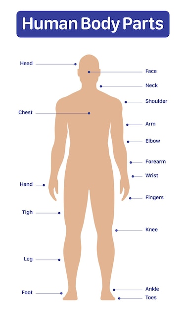 Male Human Body Parts Medical Diagram Poster Vecto 58893071