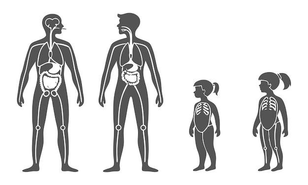 Vector Internal Organs Diagram For Baby Child And  418956921