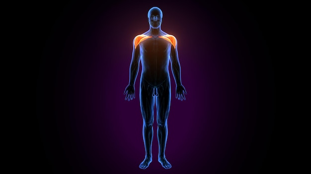 A Man With A Red Back And Blue Body And His Back 177057920