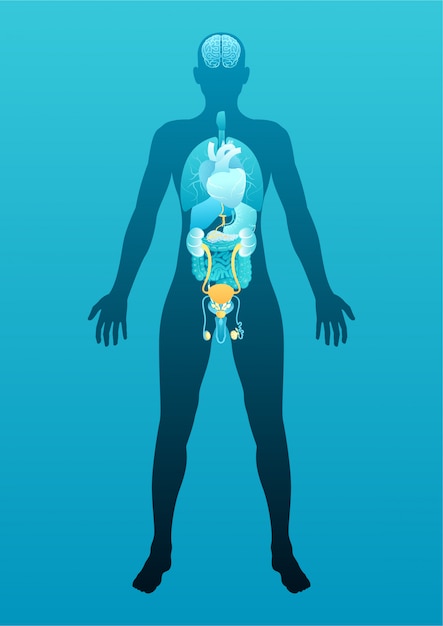 Human Male Body With Internal Organs Schema 6016922